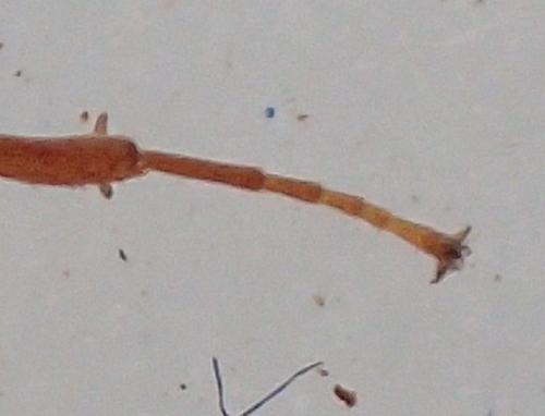 Metopiinae